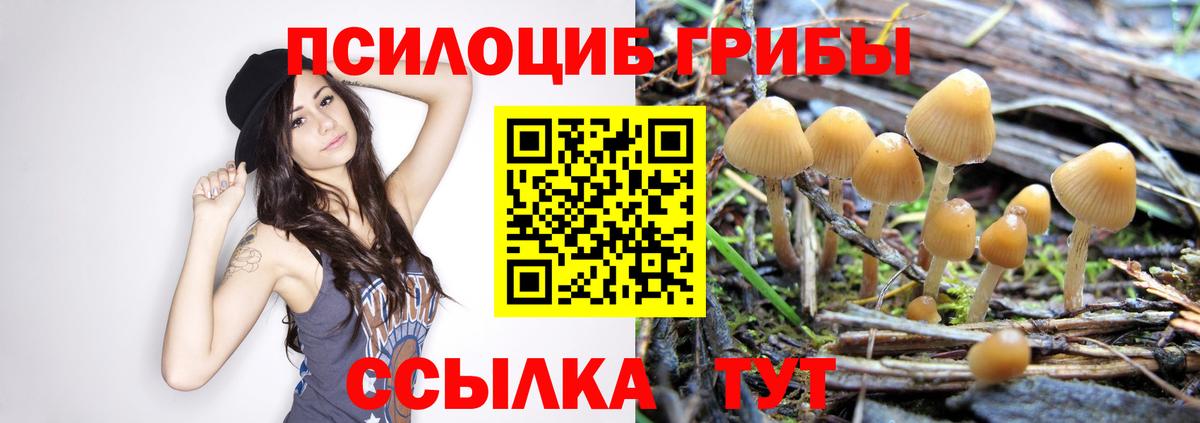 Псилоцибиновые грибы Psilocybe Аксай